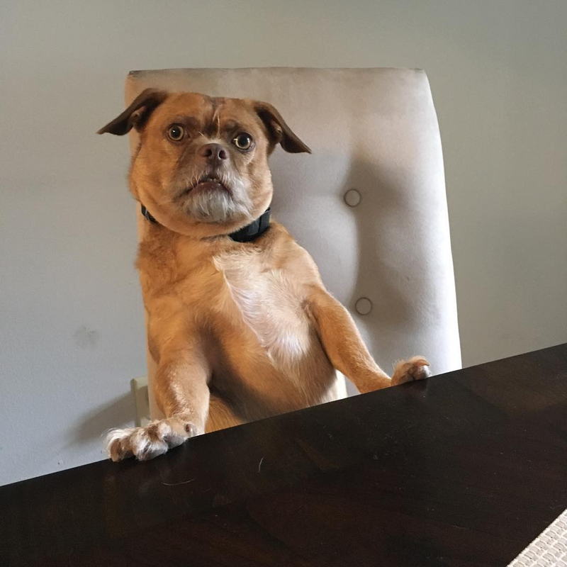 Illustration for article titled Bacon, el perro extremadamente preocupado es el meme viral que necesitábamos